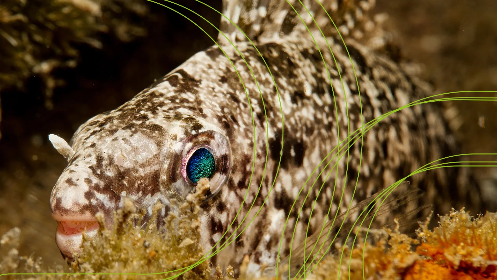 Conzo Fish Il pesce coniglio: conquistatore silenzioso del mediterraneo che cambia ...